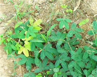 Plant with leaves